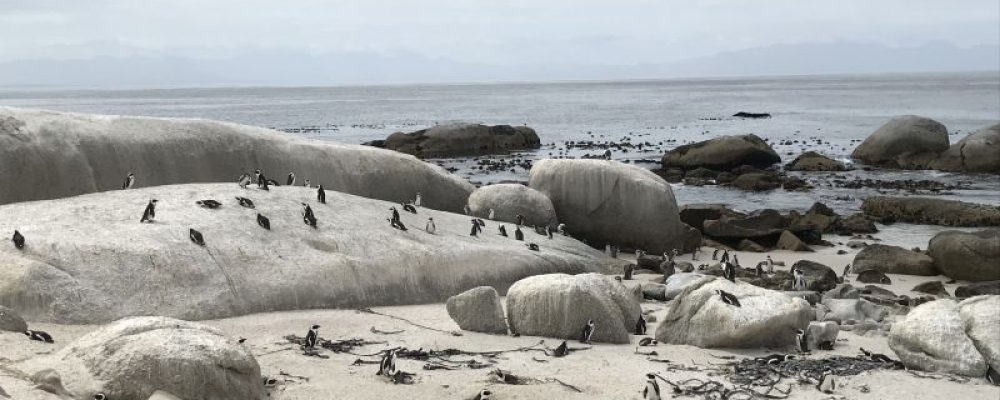 Penguins-at-Boulders-Beach54